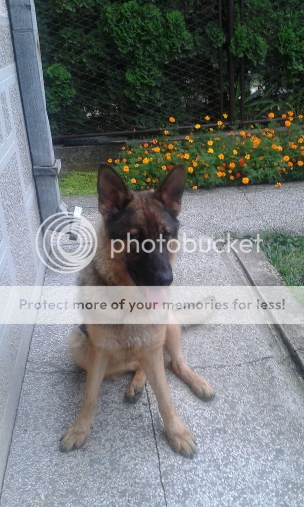 20150731_180150_zpss4lpnsao.jpg?t=1438355405