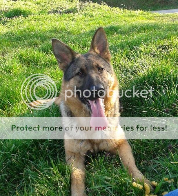 2707d490-8f1f-4ea4-ada7-604eafca30b5_zpsbnsmxljy.jpg?t=1460657441