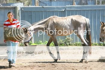 IMAGE(http://i872.photobucket.com/albums/ab283/talkingmongo0se/7horse1.jpg)