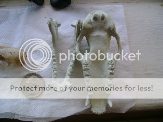 IMAGE(http://i872.photobucket.com/albums/ab283/talkingmongo0se/DSC01021.jpg)