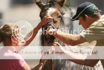 IMAGE(http://i872.photobucket.com/albums/ab283/talkingmongo0se/rr-horse-10.jpg)