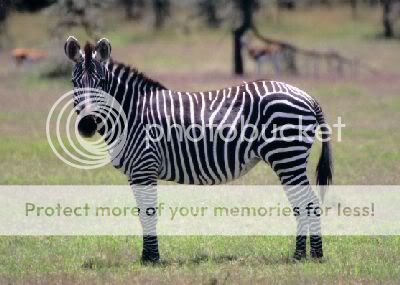 IMAGE(http://i872.photobucket.com/albums/ab283/talkingmongo0se/zebra_burchell_grevy.jpg)