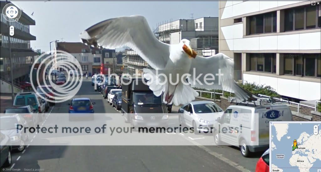 seagull.jpg