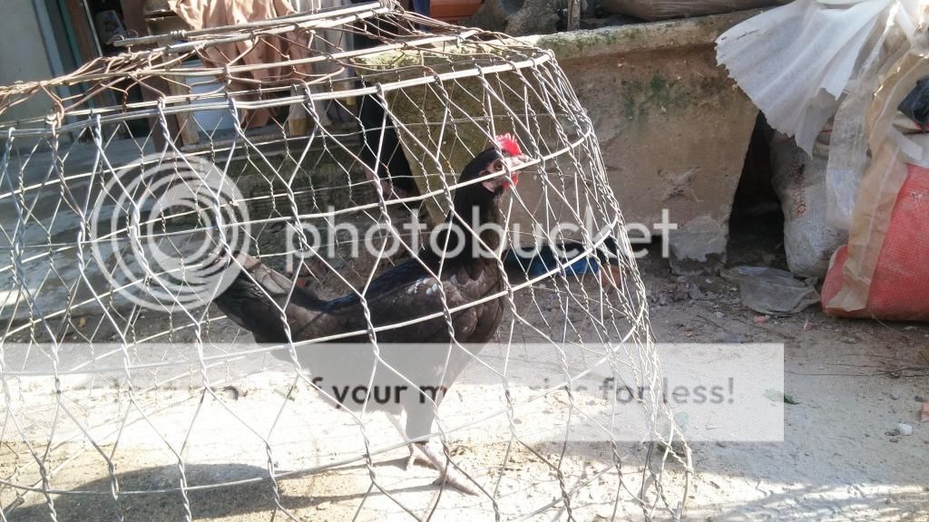 TPHCM_Q Bình Tân Bán gà mái đẽn mỹ-peru lai mỹ - 2