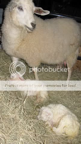 2 kids in same sac? - Goats