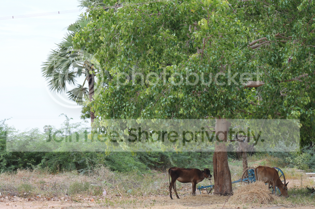 IndianLandscape5_zps3745309f.png