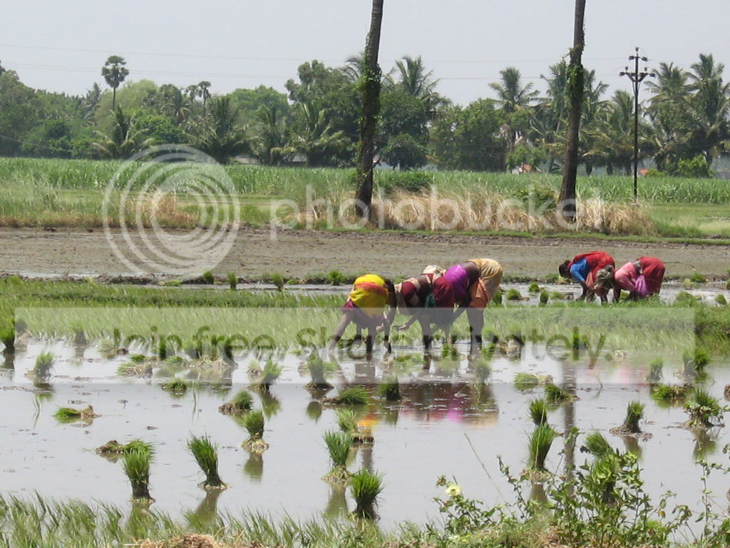 rice_fields_zps7212f99e.png